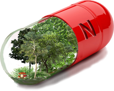 PRESCRIPCIÓN DE LA VITAMINA N, LOS EFECTOS BENEFICIOSOS DE LA ATMOSFERA DE LOS BOSQUES,Prescribir naturaleza,Recetar naturaleza o vitamina N para apoyar la salud con dosis de naturaleza en tu vida
